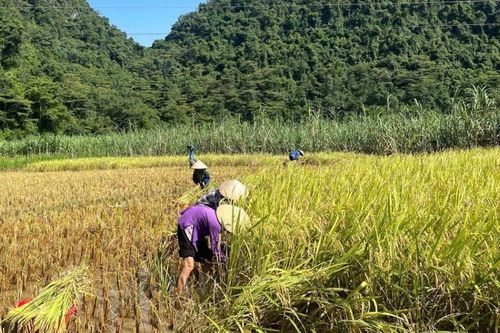 Quảng Hòa tổng sản lượng lương thực ước đạt 48.108 tấn