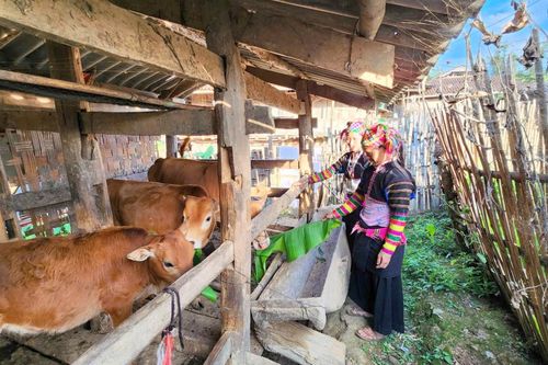 591 hộ di dời chuồng gia súc ra khỏi gầm sàn nhà ở