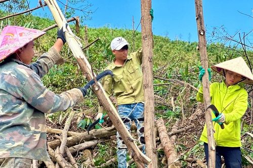 Quảng Ninh: Hối hả tận thu gỗ rừng gãy đổ sau bão
