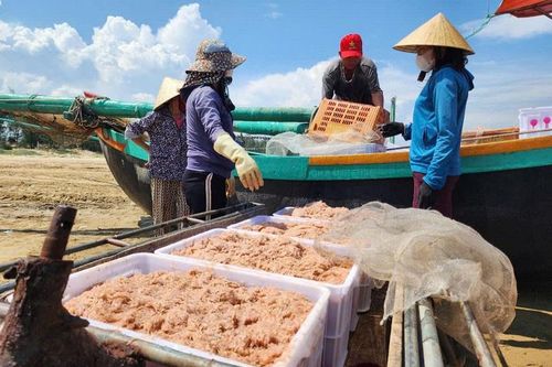 Hà Tĩnh: ngư dân được mùa ruốc biển