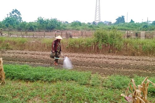 Nông dân Thái Nguyên khôi phục trồng trọt, chăn nuôi sau lũ