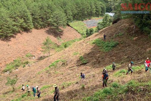 Đà Lạt: 'Hô biến' hơn 3,6ha đất rừng thành vườn