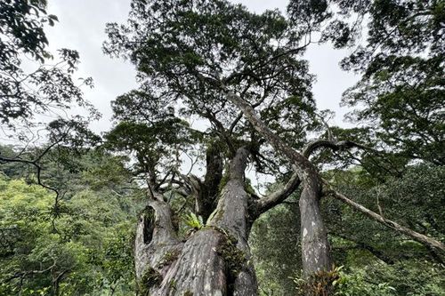 Quảng Bình muốn đề cử Phong Nha - Kẻ Bàng là Khu dự trữ sinh quyển thế giới