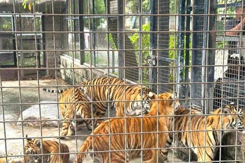 Đồng Nai tổ chức họp liên ngành để xử lý 20 cá thể hổ Bengal và 1 cá thể báo đã chết