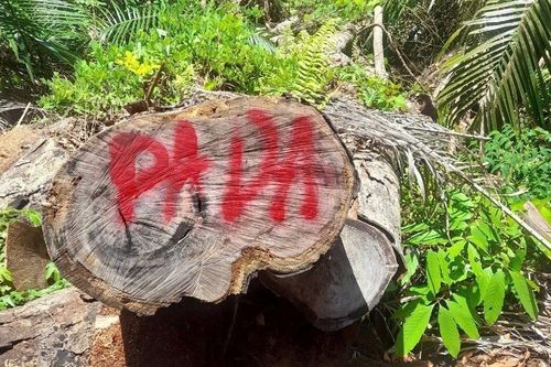 Khởi tố 2 đối tượng phá rừng phòng hộ tại Quảng Nam