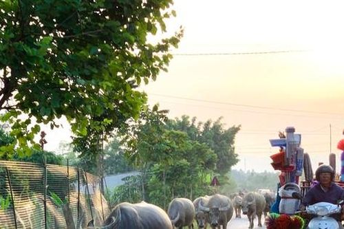 Trâu bò nghênh ngang trên quốc lộ 15A