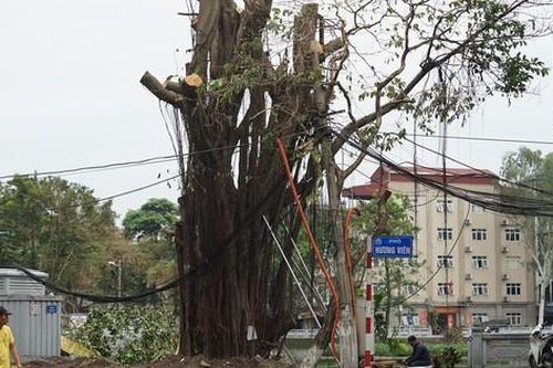 Hà Nội truy trách nhiệm đơn vị trồng cây để nguyên vỏ bầu bị gãy đổ