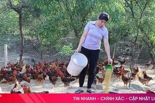 'Thủ phủ' nuôi gà ở Hà Tĩnh tăng đàn đón thị trường cuối năm