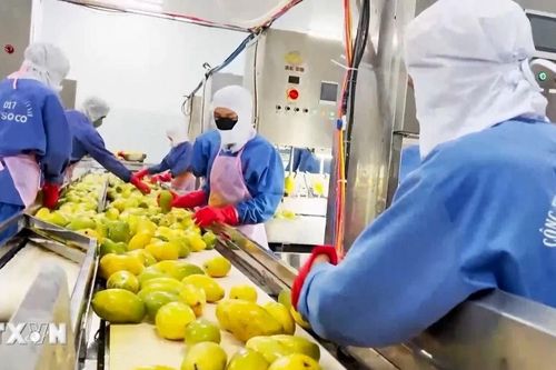 Gia Lai: Khẳng định vị thế trung tâm sản xuất trái cây tiềm năng ở Tây Nguyên