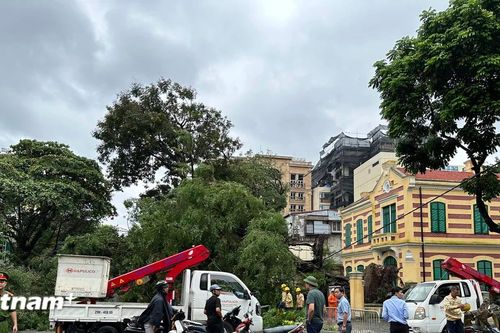 Sở Xây dựng Hà Nội thông tin về trồng lại cây quý hiếm gãy đổ sau bão số 3