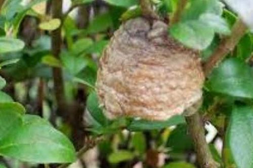 Loài côn trùng có phần tổ 'quý như vàng', ở Việt Nam có khắp nơi