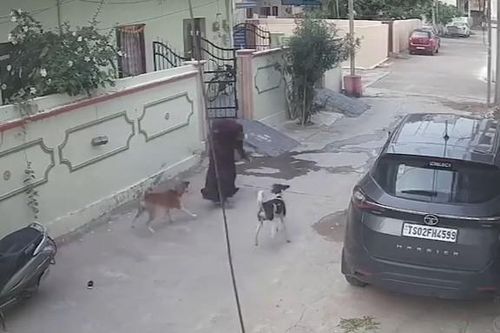 Clip: Đang đi bộ, hai người bị đàn chó hoang lao tới tấn công