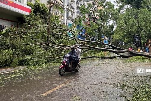 Hà Nội tiếp tục xác minh chủ đầu tư trồng cây còn nguyên bầu
