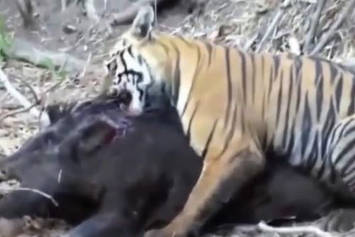CLIP: Những pha săn mồi táo bạo của 'chúa sơn lâm', khiến con mồi không phản ứng kịp