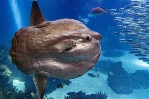 Loài động vật đẻ nhiều nhất trên thế giới, có thể đẻ hàng trăm triệu trứng nhưng vẫn là loài quý hiếm