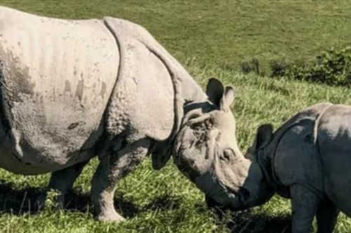 Thông tin về loài động vật quý hiếm nhất thế giới: Chỉ còn 2 cá thể, đối mặt với nguy cơ tuyệt chủng
