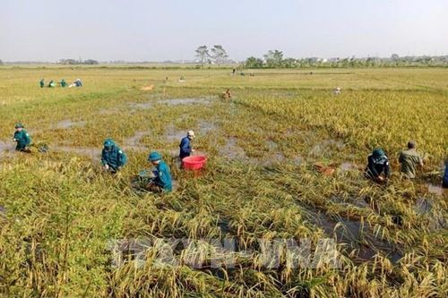 Các tỉnh phía Bắc đặt mục tiêu giá trị sản xuất vụ Đông 2024 đạt 40 nghìn tỷ đồng