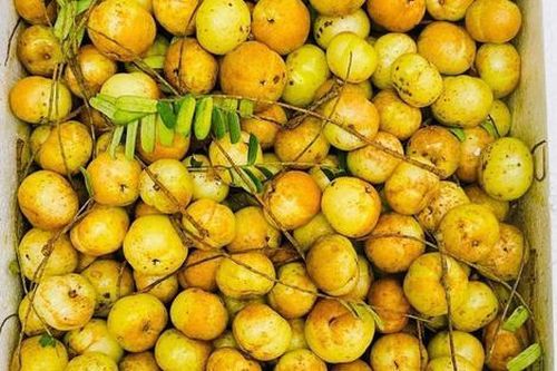 Loại quả xưa chín rụng không ai ăn, giờ 'xuống phố' thành đặc sản được ưa chuộng, 90.000 đồng/kg