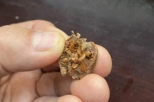 Phát hiện tổ côn trùng 'quý như báu vật', trị giá hơn vàng mọc khắp Việt Nam