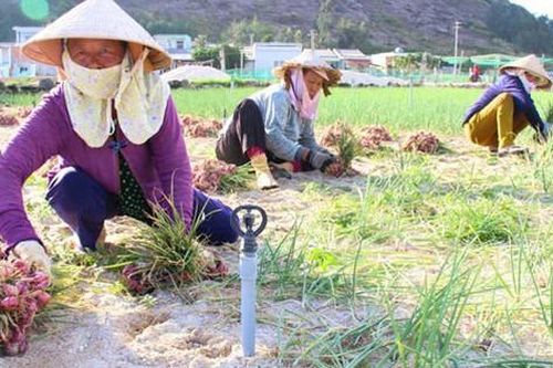 Nữ nông dân huyện đảo Lý Sơn 'làm không công' vì hành tím rớt giá