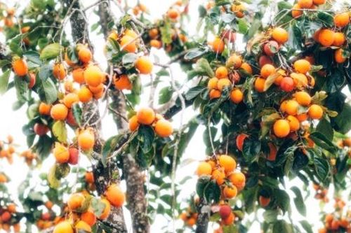 Ngọt ngào mùa hồng chín