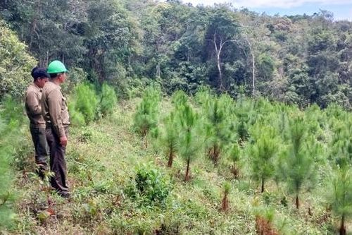Lâm Đồng quy định mới về giá trồng rừng thay thế, bảo vệ rừng bền vững