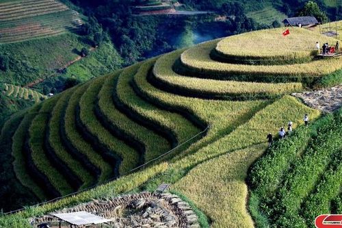 Mùa vàng trên rẻo cao Bắc Yên
