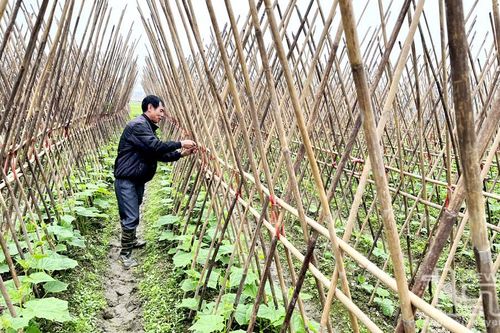 Xanh đồng Bản Ngoại