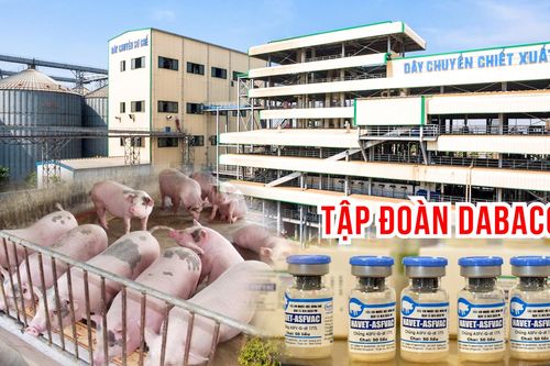 Tập đoàn Dabaco (DBC): Sẽ nâng đàn heo thịt lên mức 1,5 triệu con, nhiều đối tác quan tâm vacci ASF