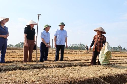 Hà Nội tích cực phục hồi sản xuất nông nghiệp sau thiệt hại của cơn bão số 3