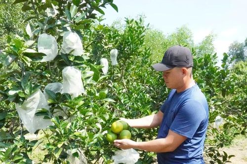 Mùa cam ngọt trên những khu vườn VietGAP Trường Thủy