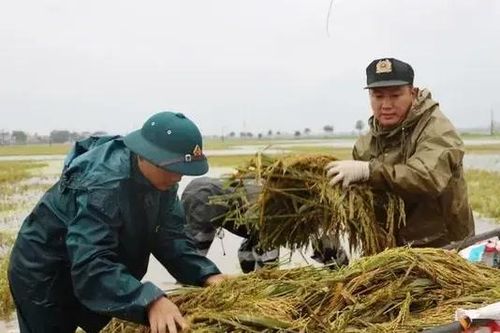 Hà Nội thống kê thiệt hại và khắc phục bão số 3