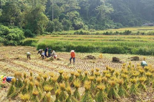 Nguyên Bình tổng sản lượng lương thực ước đạt 24.897 tấn