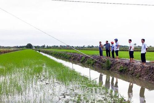 Diện tích xuống giống vụ lúa - tôm vượt xa so kế hoạch