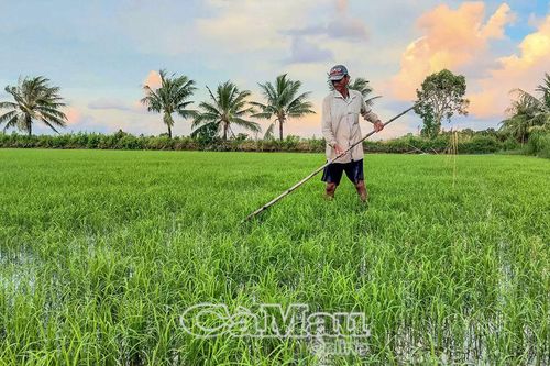 Kỳ vọng vụ lúa - tôm