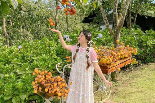 5 quán cà phê 'chill hết nấc' cho mùa hồng chín ở Đà Lạt