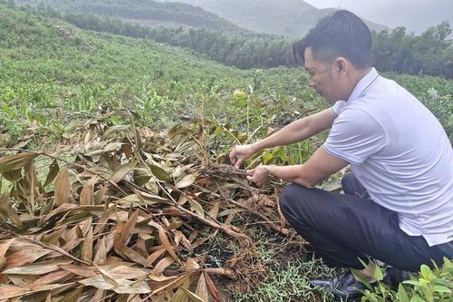 Hà Tĩnh: nhổ bỏ hàng nghìn cây keo tràm trồng lấn chiếm đất trường học