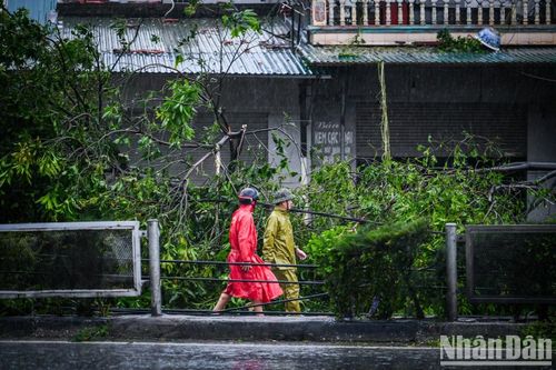 'Cứu' cây sau bão sẽ rút ngắn được thời gian phủ xanh đô thị tới 20 năm