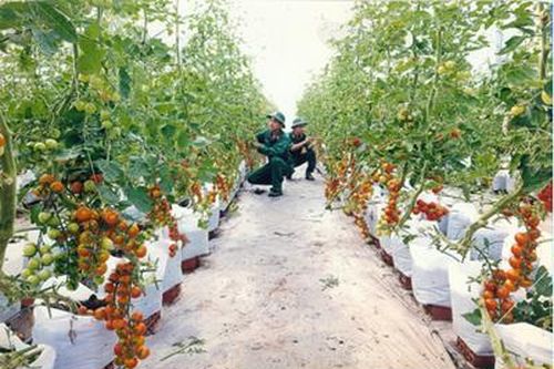 Hiệu quả từ đề án tăng gia sản xuất, chế biến