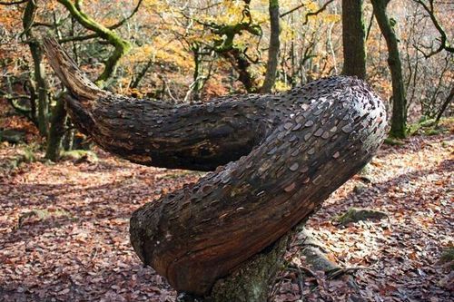 Sự thật bất ngờ đằng sau loài cây bí ẩn 'đẻ ra tiền'