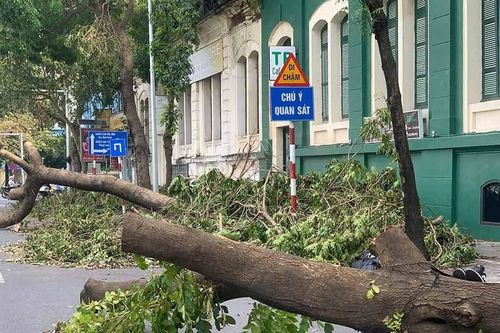 Trồng lại hơn 4.100 cây xanh bị gãy, đổ ở Hà Nội