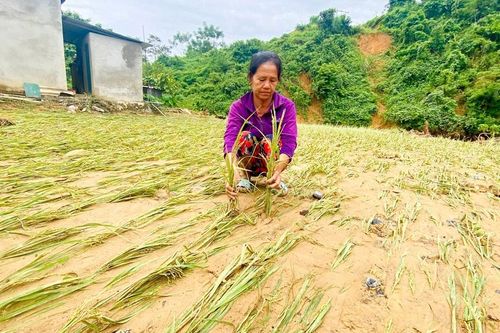 Người dân Kỳ Sơn ngậm ngùi nhìn nhiều diện tích lúa mùa mất trắng sau mưa lũ