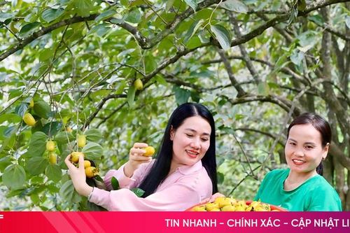 Mùa hồng giòn tươi vui ở Vũ Quang