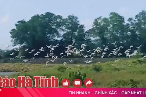 Toàn cảnh khu bảo tồn chim hoang dã giữa lòng TP Hà Tĩnh