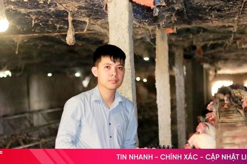 9X Hà Tĩnh nuôi gà siêu trứng, thu 7 tỷ đồng mỗi năm