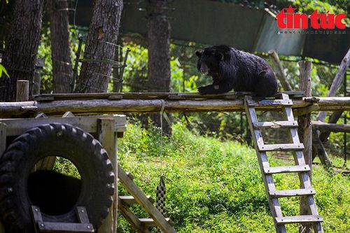 Thăm khu cứu hộ và bảo tồn gấu Tam Đảo