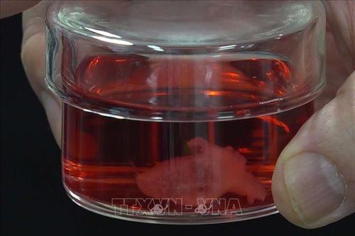 Trái tim nhân tạo từ tế bào iPS - Bước đột phá mới trong y học tái tạo