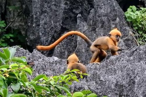 Sinh thêm 15 con, liệu voọc Cát Bà có thoát khỏi nguy cơ tuyệt chủng?