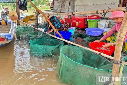 Niềm vui mùa nước nổi ở An Giang
