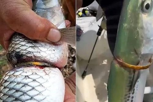 Những lần bắt được cá đeo vòng vàng 'bí ẩn' trên cơ thể
